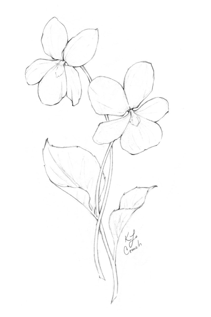 Flower Drawings Inktober 2018 Roundup Blushed Design